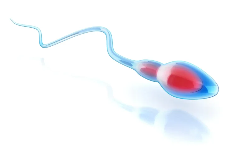 تأثير دوالي الخصية على الانجاب والحمل والخصوبة | هل يمكن حدوث حمل مع وجود دوالي الخصية